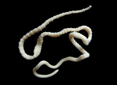 Cestoda
